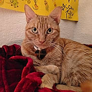 Tinkerbelle is registered to the contest to win money with this photo: cat, orange_tabby, pet, feline, animal, portrait, close_up, lounging, blanket, red_blanket, collar, name_tag, heart_tag, whiskers, ears, green_eyes, striped_fur, indoor, wall_art, cozy
