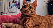 Tinkerbelle joined the competition — help win amazing prizes! cat, orange_tabby, pet, feline, animal, portrait, close_up, wide_eyed, whiskers, striped_fur, collar, lying_down, bed, blanket, bedroom, cozy, indoors, wall_art, books, home_decor