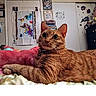 cat, orange_tabby, pet, feline, animal, portrait, close_up, wide_eyed, whiskers, striped_fur, collar, lying_down, bed, blanket, bedroom, cozy, indoors, wall_art, books, home_decor