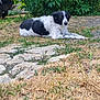 Neige a rejoint le concours — aidez-le/la à gagner de superbes lots ! animal, black_and_white, canine, car, daylight, dog, fur, garden, grass, ground, leaves, lying_down, nature, outdoor, parked_vehicle, pet, relaxed, shrubbery, stone_slab, summer