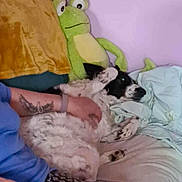Neige participe au concours pour gagner de l'argent avec cette photo : blanket, casual, comfort, couch, dog, frog, furry, hand, home, indoor, pajamas, patterned_pants, person, petting, plush_toy, purple_wall, relaxed, resting, smartphone, tattoo