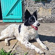 Neige a rejoint le concours — aidez-le/la à gagner de superbes lots ! animal, black_and_white, concrete, daytime, dog, door, ears_up, fur, grass, happy, lying_down, outdoor, patio, pet, relaxed, shadow, stone_wall, sunlight, tongue_out, turquoise