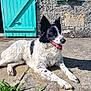 Neige a rejoint le concours — aidez-le/la à gagner de superbes lots ! animal, black_and_white, concrete, daytime, dog, door, ears_up, fur, grass, happy, lying_down, outdoor, patio, pet, relaxed, shadow, stone_wall, sunlight, tongue_out, turquoise