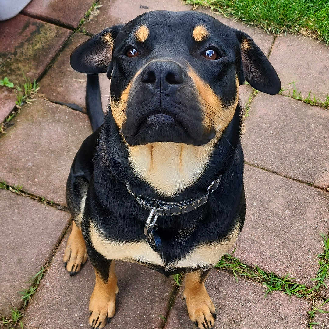 Daemon is registered to the contest to win money with this photo: accessories, animal, brick, bulldog, canine, collar, dog, flagstone, grass, hound, lawn, leash, path, pet, plant, puppy, sidewalk, slate, strap, walkway