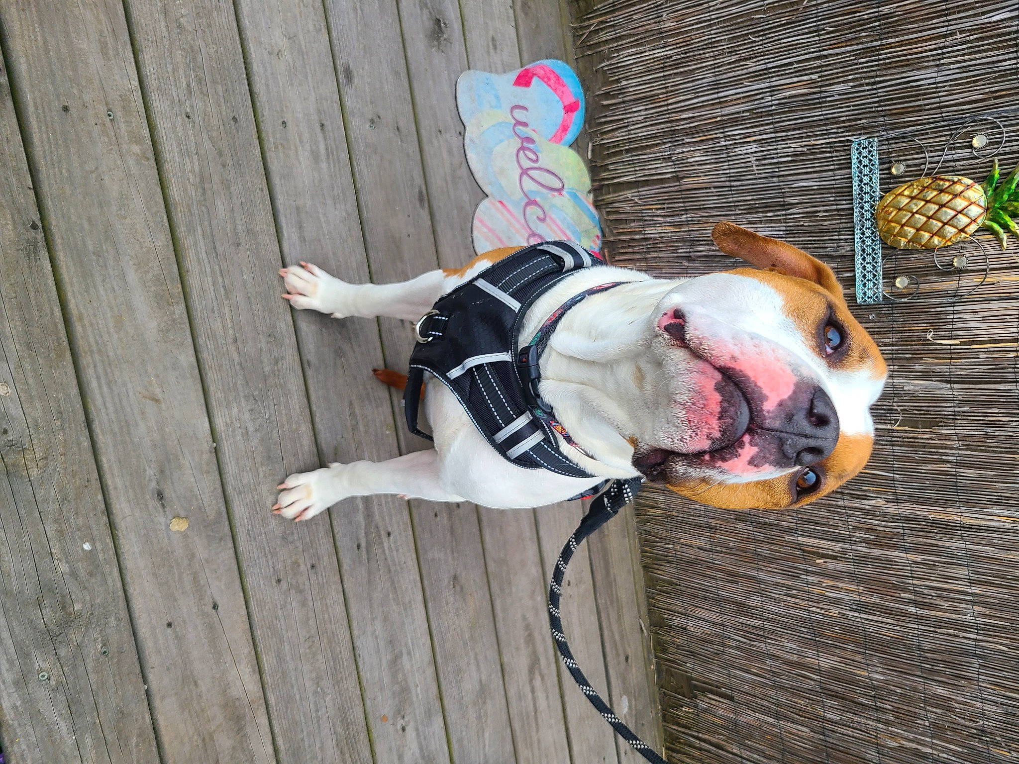 Tig is registered to the contest to win money with this photo: ball, canidae, carnivore, collar, companion_dog, dog, dog_breed, dog_collar, dog_supply, fawn, fur, guard_dog, hardwood, leash, non_sporting_group, sporting_group, sunglasses, tail, whiskers, wood