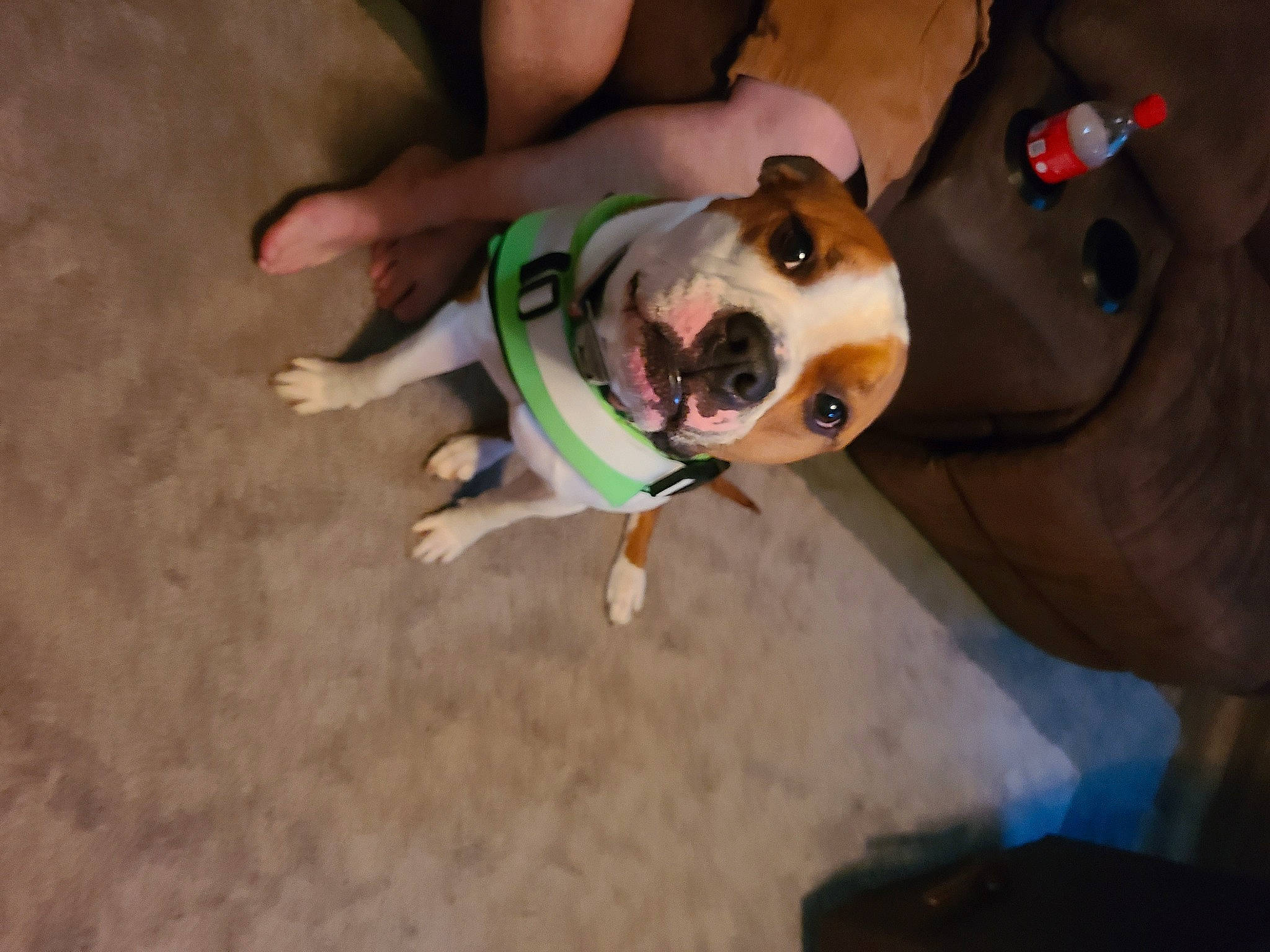 Tig is registered to the contest to win money with this photo: adventure, canidae, carnivore, collar, companion_dog, dog, dog_breed, dog_collar, dog_supply, eyewear, fawn, leash, non_sporting_group, personal_protective_equipment, pet_supply, snout, sporting_group, working_animal, working_dog