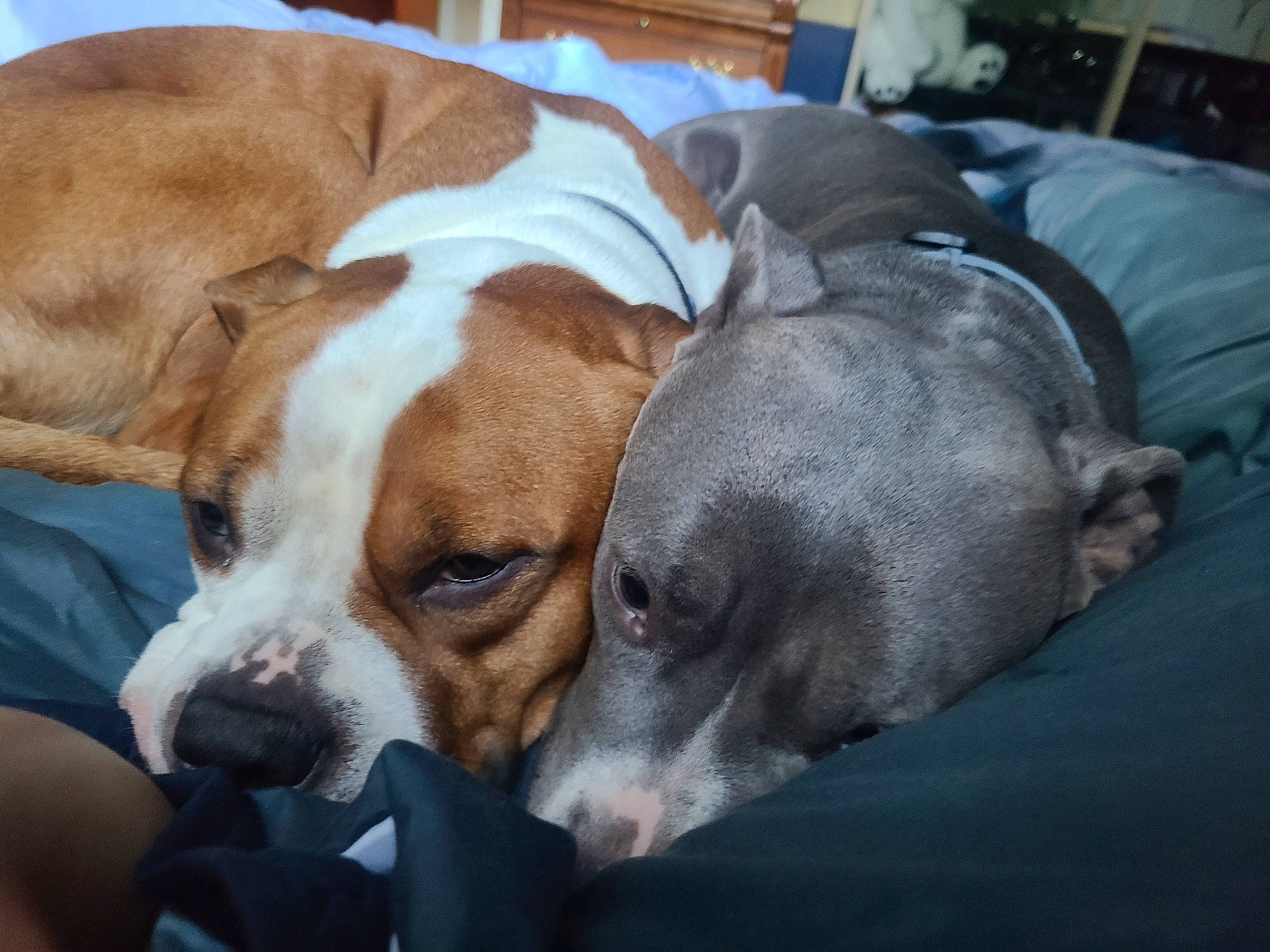 Tig joined the competition — help win amazing prizes! canidae, carnivore, collar, comfort, companion_dog, dog, dog_breed, dog_supply, fawn, fur, hound, liver, nap, puppy, scent_hound, sleep, snout, sporting_group, whiskers, working_animal