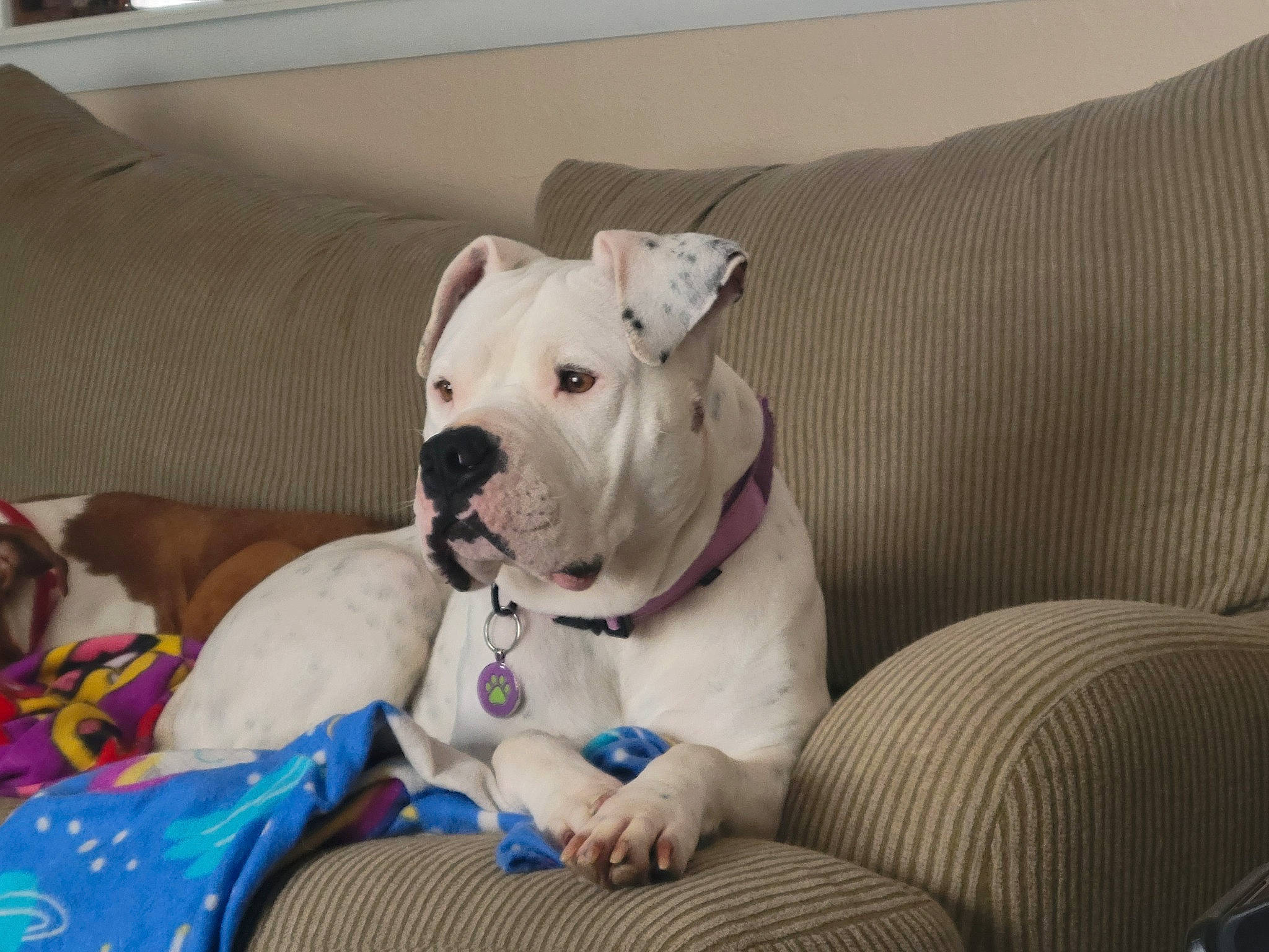 Zoe joined the competition — help win amazing prizes! bulldog, canidae, carnivore, collar, comfort, companion_dog, couch, dog, dog_breed, dog_collar, dog_supply, fawn, guard_dog, pet_supply, snout, sporting_group, terrestrial_animal, toy_dog, whiskers, working_animal