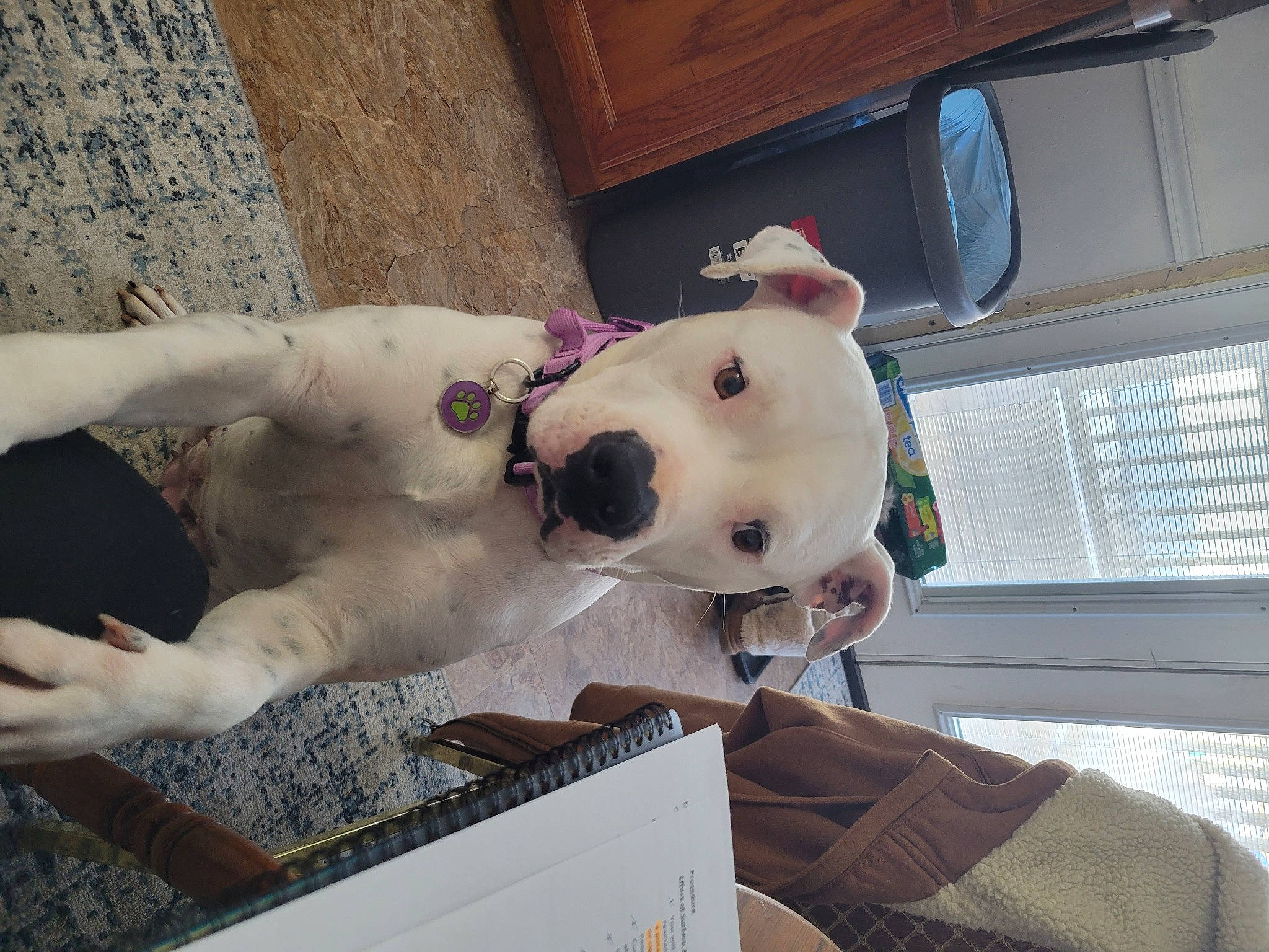 Zoe is registered to the contest to win money with this photo: ball, canidae, carnivore, chest, companion_dog, dog, dog_breed, fawn, football, fur, non_sporting_group, plush, snout, sporting_group, stuffed_toy, teddy_bear, toy, window