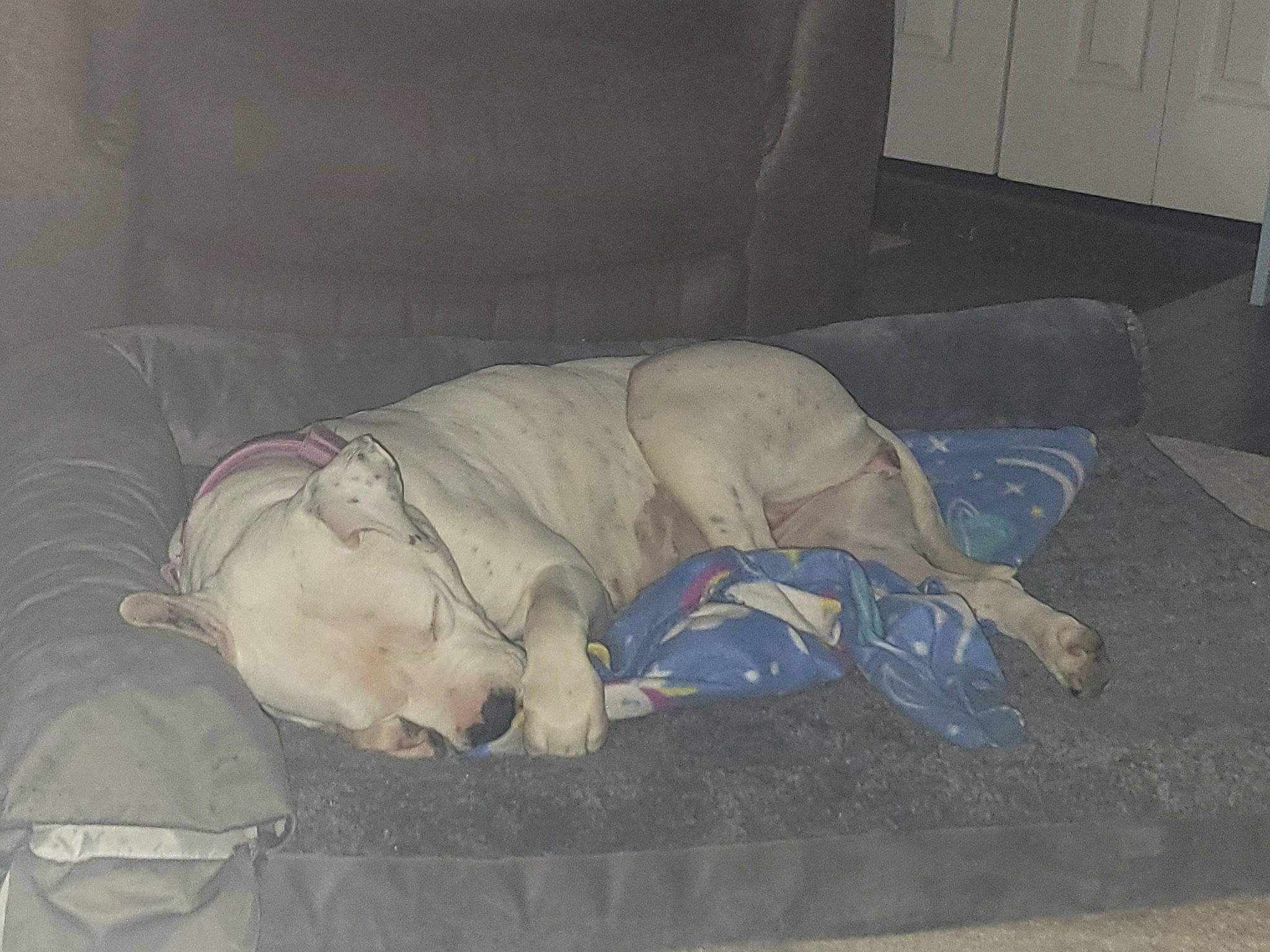 Zoe joined the competition — help win amazing prizes! bedtime, canidae, carnivore, comfort, companion_dog, couch, dog, dog_breed, door, fawn, flooring, fur, grey, guard_dog, linens, nap, non_sporting_group, room, sleep, sporting_group