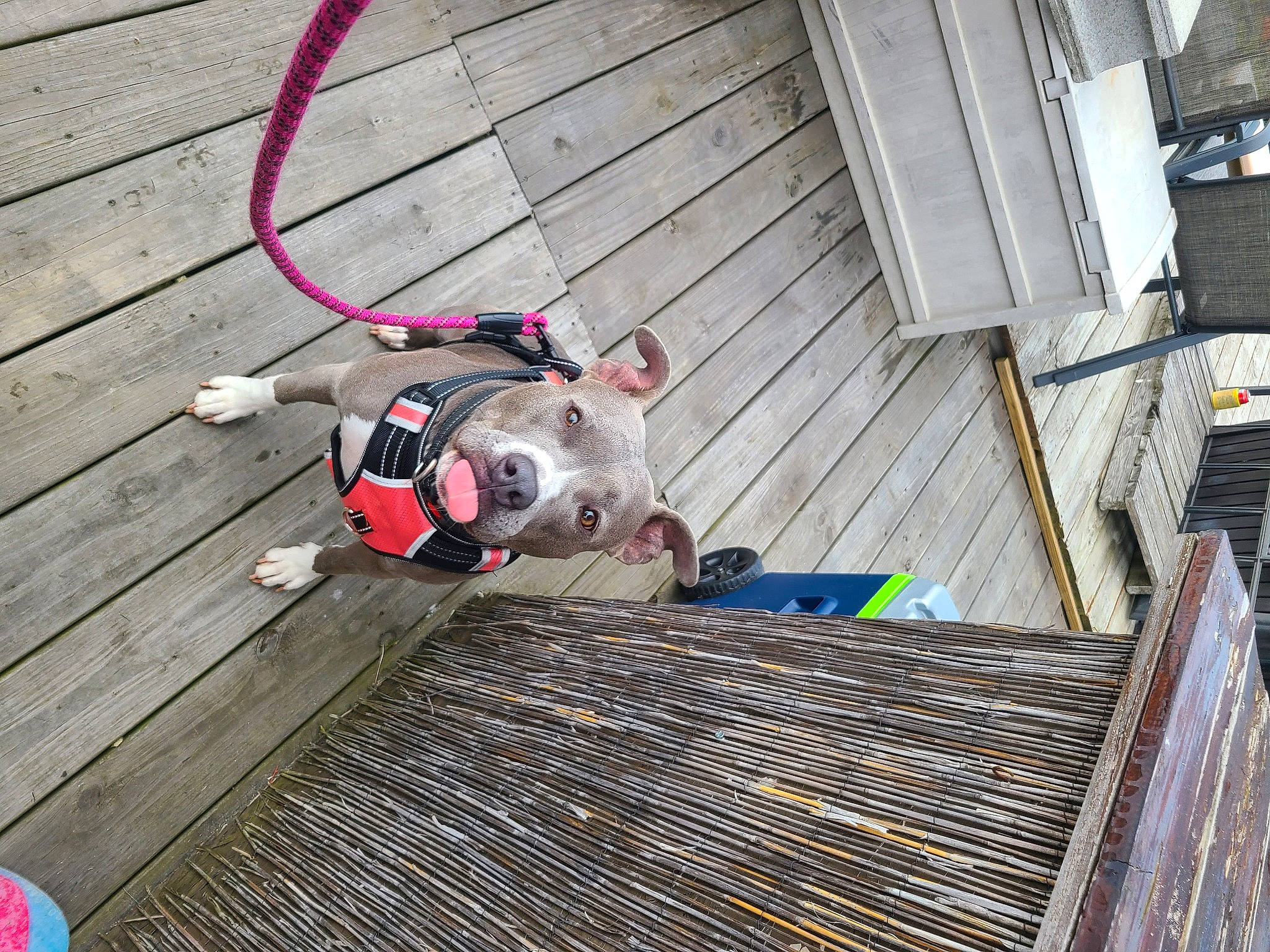 Gemma is registered to the contest to win money with this photo: canidae, carnivore, collar, companion_dog, composite_material, dog, dog_breed, dog_collar, dog_supply, fawn, flooring, hardwood, leash, mesh, metal, pet_supply, sporting_group, tail, wood, working_animal