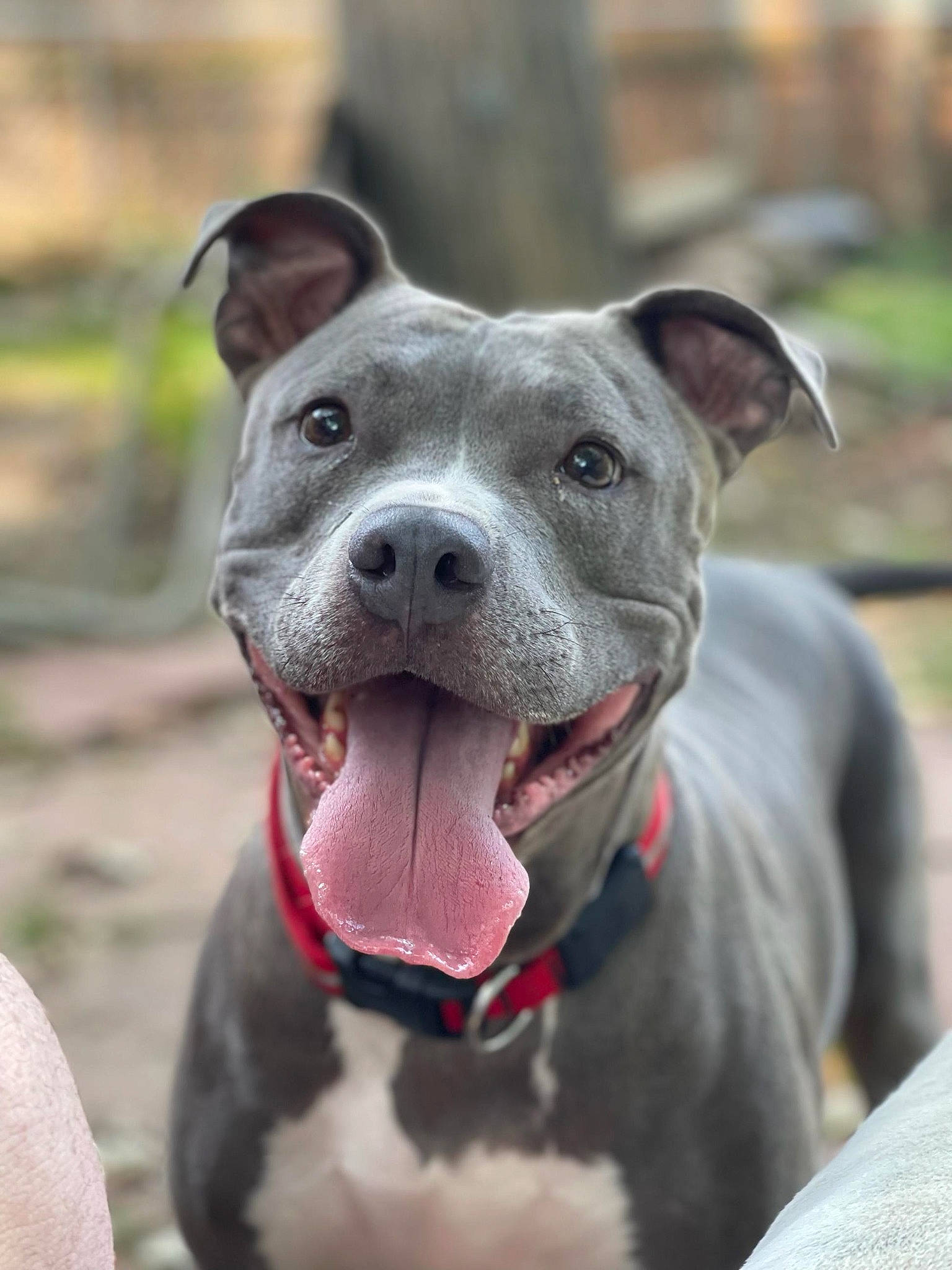 Gemma is registered to the contest to win money with this photo: canidae, canis_panther, carnivore, collar, companion_dog, cordoba_fighting_dog, dog, dog_breed, dog_collar, fawn, grass, non_sporting_group, snout, sporting_group, terrestrial_animal, whiskers, working_animal, working_dog