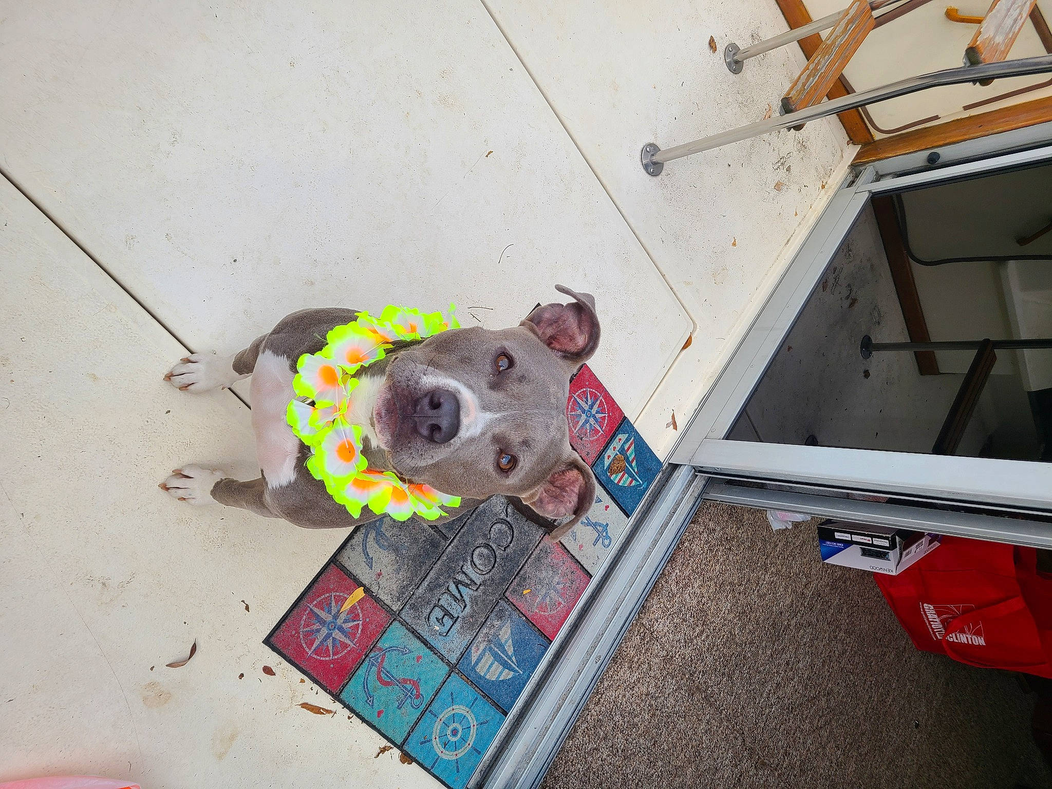 Gemma is registered to the contest to win money with this photo: auto_part, automotive_exterior, canidae, carnivore, collar, companion_dog, concrete, dog, dog_breed, dog_supply, fashion_accessory, flooring, leash, non_sporting_group, pet_supply, plastic, snout, sporting_group, wood, working_animal