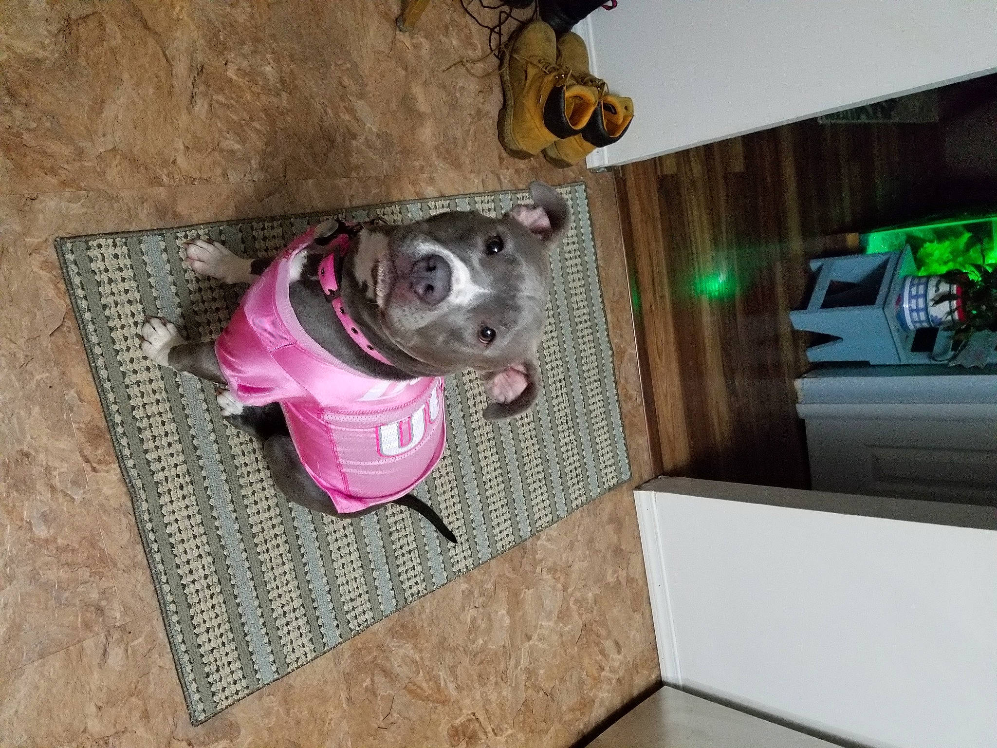 Gemma joined the competition — help win amazing prizes! art, canidae, carmine, carnivore, collar, companion_dog, dog, dog_breed, dog_collar, dog_supply, fawn, flooring, leash, magenta, personal_protective_equipment, pet_supply, snout, sporting_group, visual_arts, working_animal