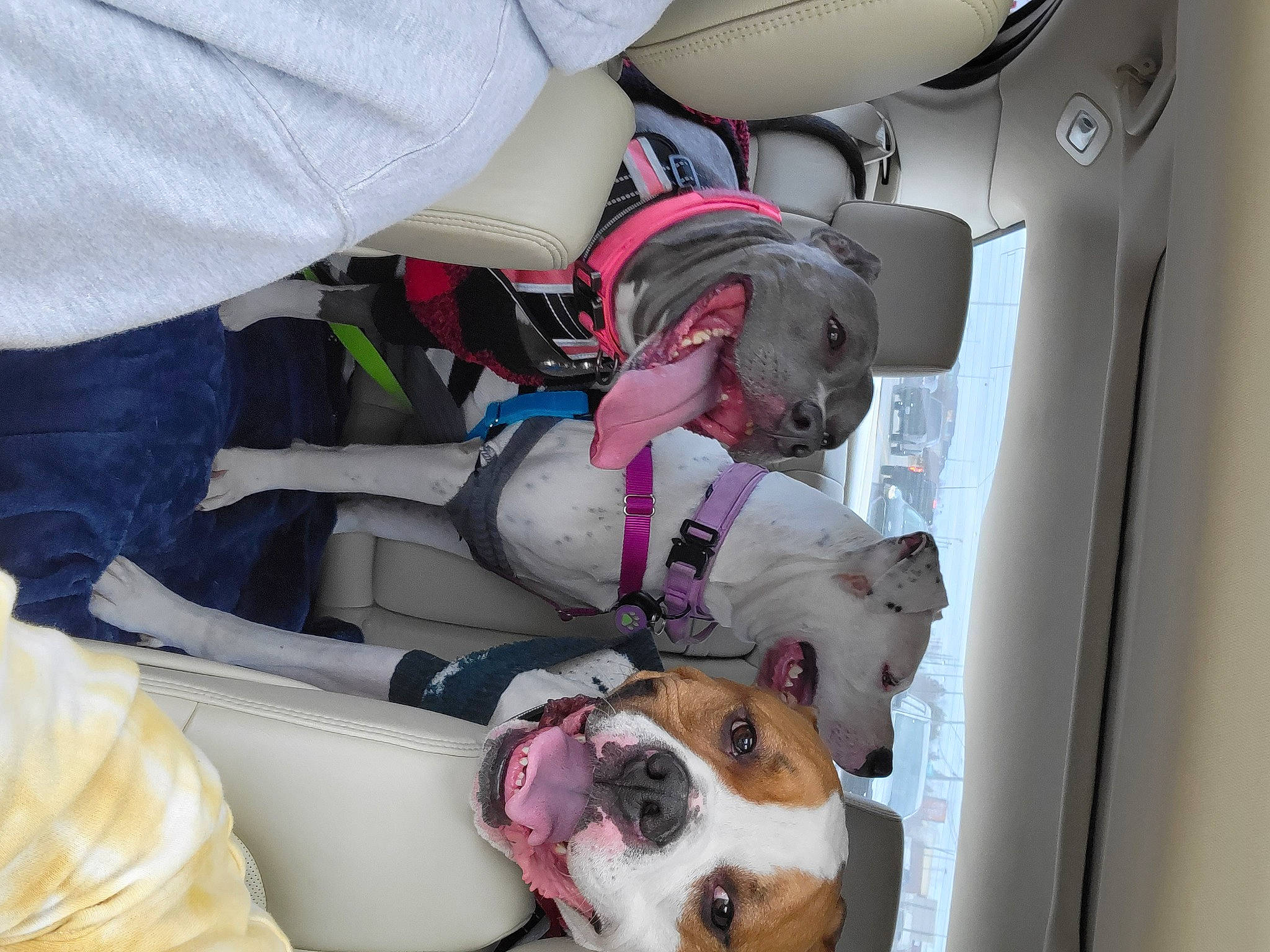 Gemma joined the competition — help win amazing prizes! australian_bulldog, auto_part, automotive_design, bulldog, canidae, car_seat, carnivore, companion_dog, dog, dog_breed, family_car, fawn, machine, motor_vehicle, non_sporting_group, personal_protective_equipment, service, sporting_group, vehicle_door, white