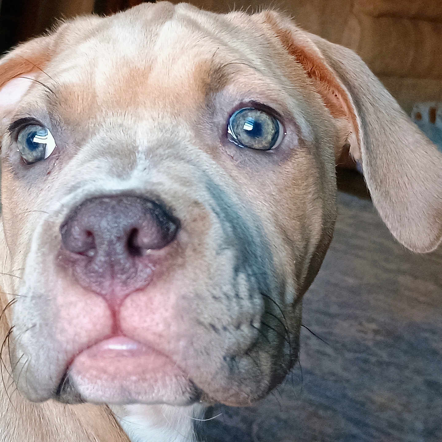 Diamond joined the competition — help win amazing prizes! animal, beige_coat, blue_eyes, canine, close_up, companion, curious, cute, dog, domestic_animal, ears, face, furry, indoor, nose, pet, portrait, puppy, whiskers, young