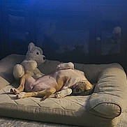 Diamond joined the competition — help win amazing prizes! dog, stuffed_animal, dog_bed, relaxed, indoor, cozy, sleeping, pet, animal, canine, furniture, carpet, brown, tan, paws, resting, home, quiet, comfortable, domestic