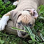 Diamond is registered to the contest to win money with this photo: puppy, dog, grass, leaves, wood, outdoor, pet, animal, nature, cute, young_dog, lying_down, closeup, greenery, ear, paw, snout, sleepy, playful, resting