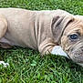 Diamond joined the competition — help win amazing prizes! puppy, dog, grass, outdoor, pet, animal, young, cute, fur, canine, lying_down, eyes, nature, mammal, adorable, playful, snout, ears, white_paw, wrinkles
