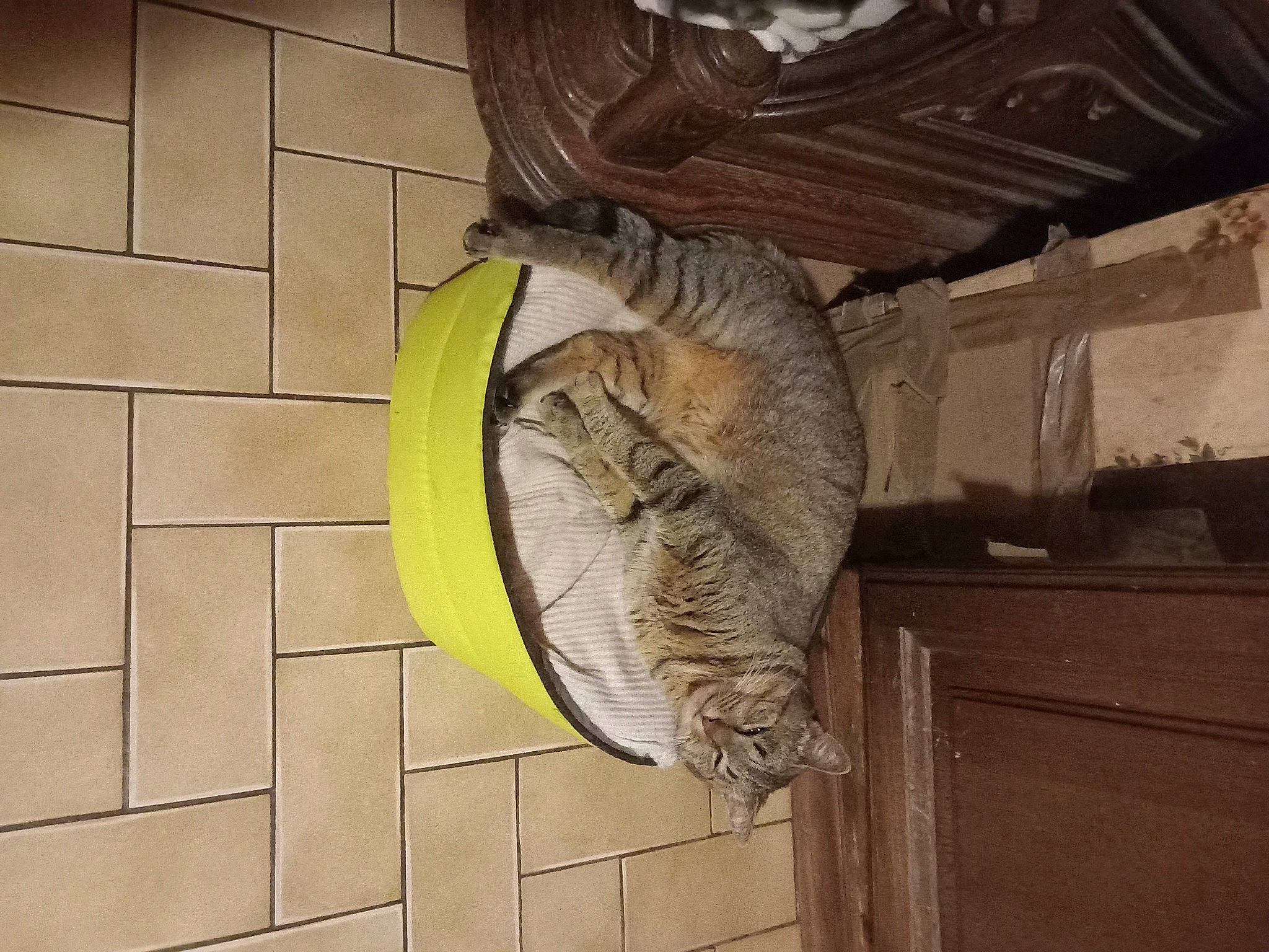 Minette a rejoint le concours — aidez-le/la à gagner de superbes lots ! art, carnivore, cat, domestic_short_haired_cat, fawn, felidae, fish, flooring, fur, natural_material, sculpture, small_to_medium_sized_cats, snout, tail, terrestrial_animal, tree, trunk, whiskers, wildlife, wood