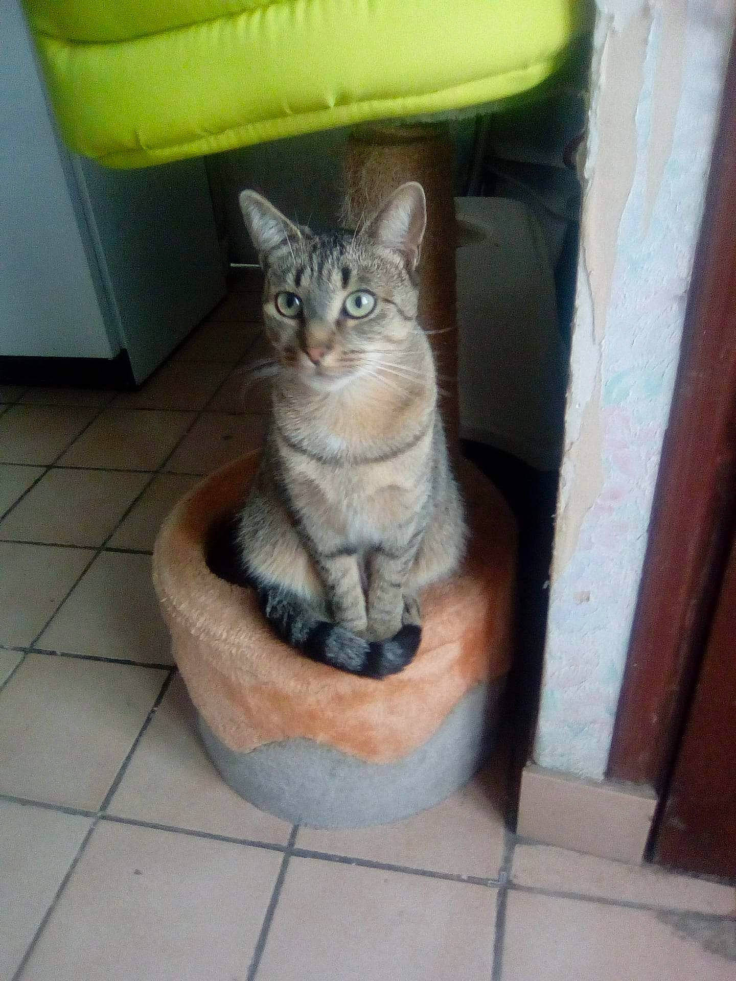 Minette participe au concours pour gagner de l'argent avec cette photo : art, carnivore, cat, cat_supply, comfort, domestic_short_haired_cat, door, fawn, felidae, flooring, fur, hardwood, paw, sitting, small_to_medium_sized_cats, snout, tail, whiskers, window, wood