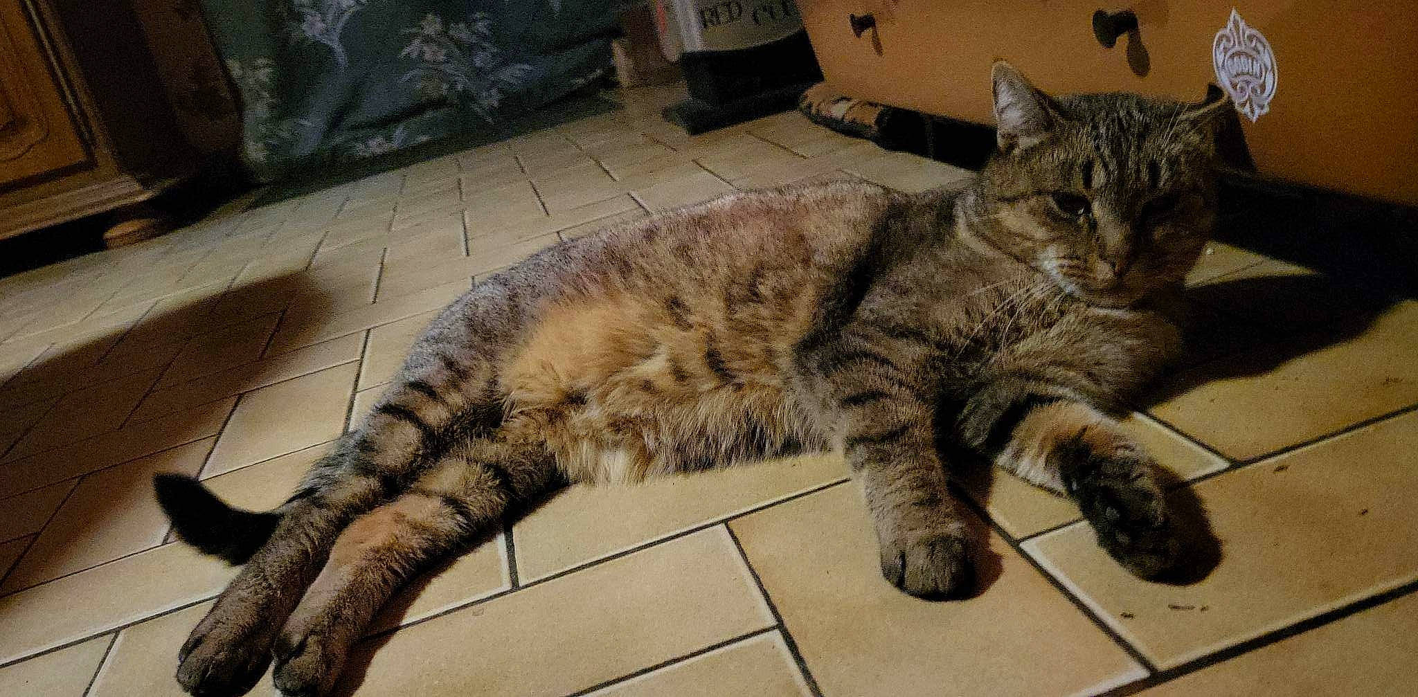 Minette a rejoint le concours — aidez-le/la à gagner de superbes lots ! cabinetry, carnivore, cat, chest_of_drawers, claw, couch, domestic_short_haired_cat, felidae, flooring, foot, fur, paw, small_to_medium_sized_cats, snout, tail, terrestrial_animal, whiskers, wildlife