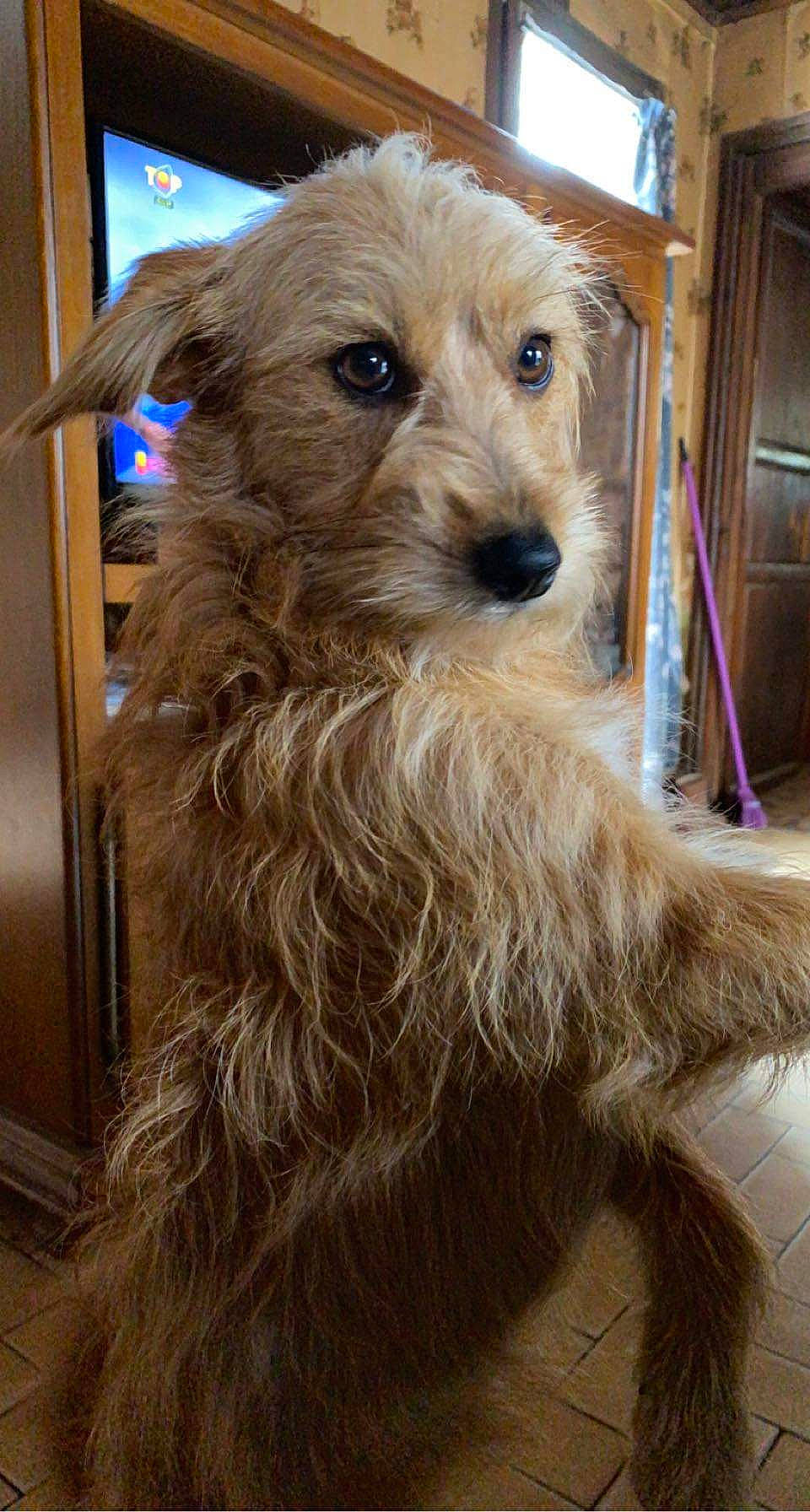 Roxane participe au concours pour gagner de l'argent avec cette photo : canidae, carnivore, companion_dog, dog, dog_breed, dog_supply, fawn, fur, liver, pet_supply, small_terrier, snout, sporting_group, terrestrial_animal, terrier, wood, working_animal