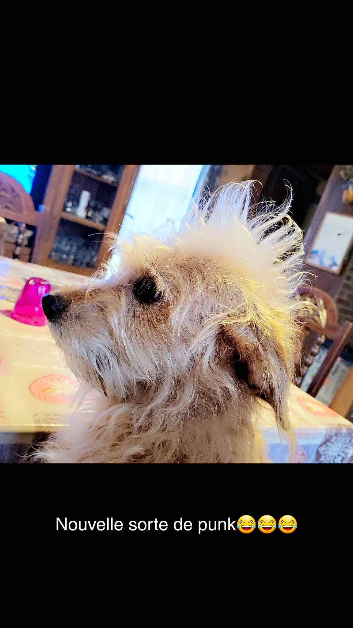 Roxane participe au concours pour gagner de l'argent avec cette photo : canidae, carnivore, collar, companion_dog, dog, dog_breed, dog_collar, font, fur, happy, non_sporting_group, paw, photo_caption, small_terrier, snout, sporting_group, square, terrier, toy_dog, working_animal