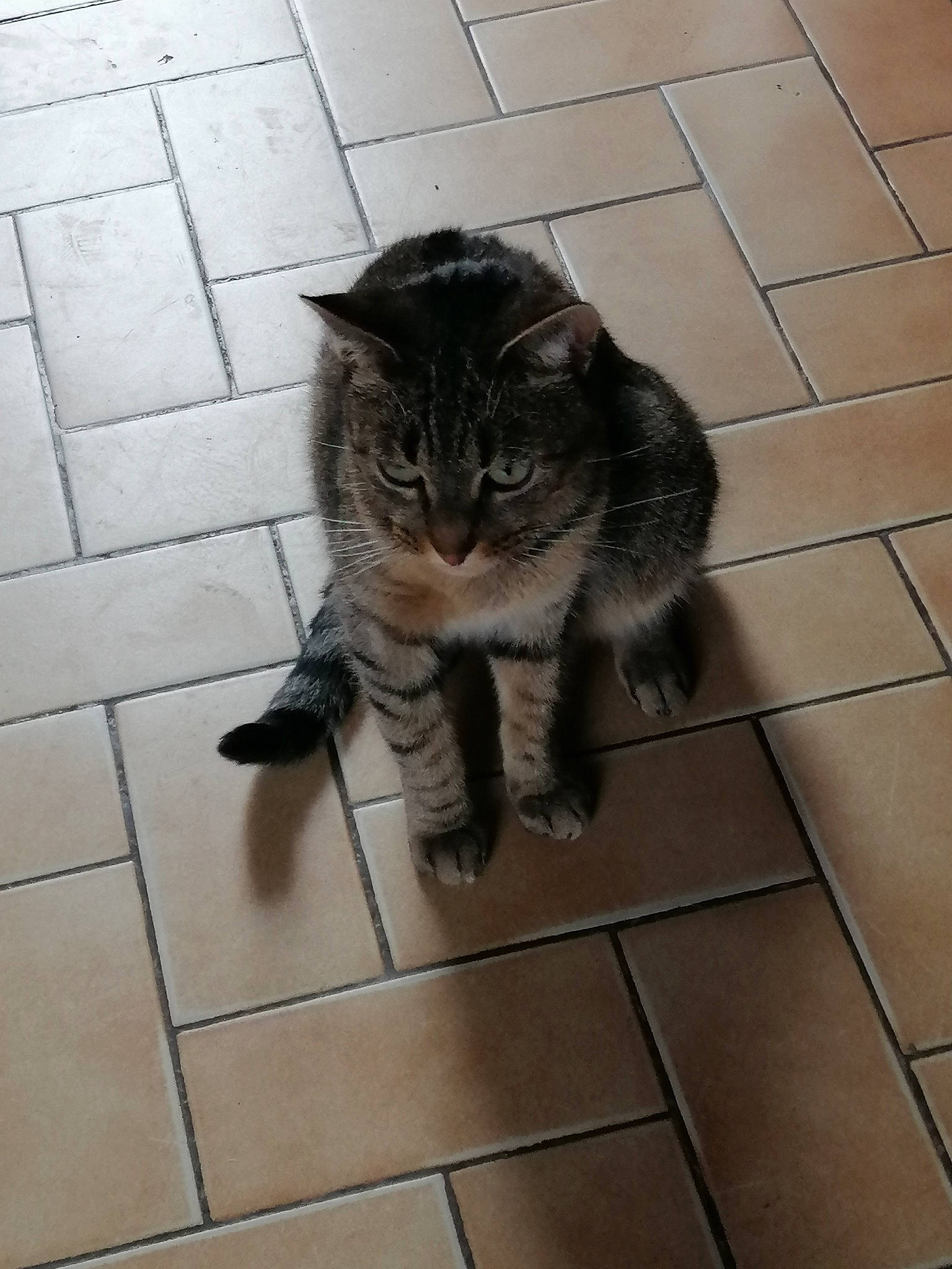 Minette participe au concours pour gagner de l'argent avec cette photo : carnivore, cat, claw, domestic_short_haired_cat, fawn, felidae, floor, flooring, foot, fur, grey, hardwood, human_leg, paw, road_surface, small_to_medium_sized_cats, snout, tail, tile_flooring, whiskers