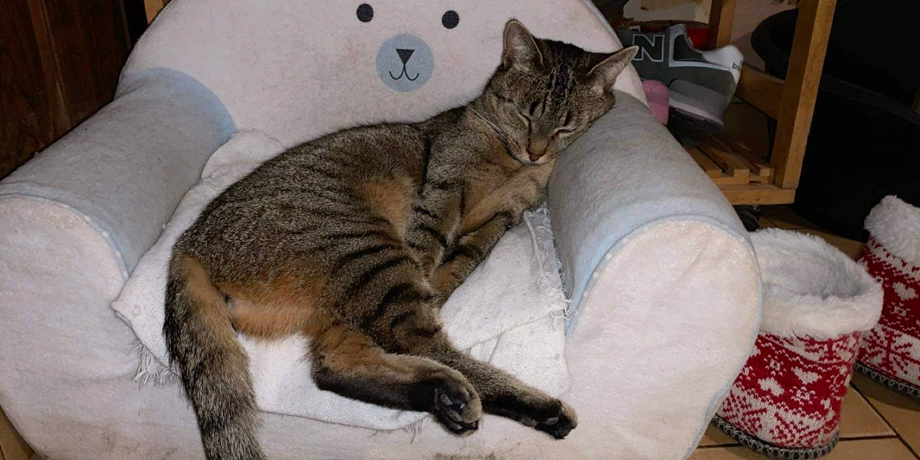 Minette a rejoint le concours — aidez-le/la à gagner de superbes lots ! aegean_cat, asian, california_spangled, carnivore, cat, claw, domestic_short_haired_cat, dragon_li, european_shorthair, felidae, mammal, paw, pixie_bob, small_to_medium_sized_cats, tabby_cat, tail, vertebrate, whiskers