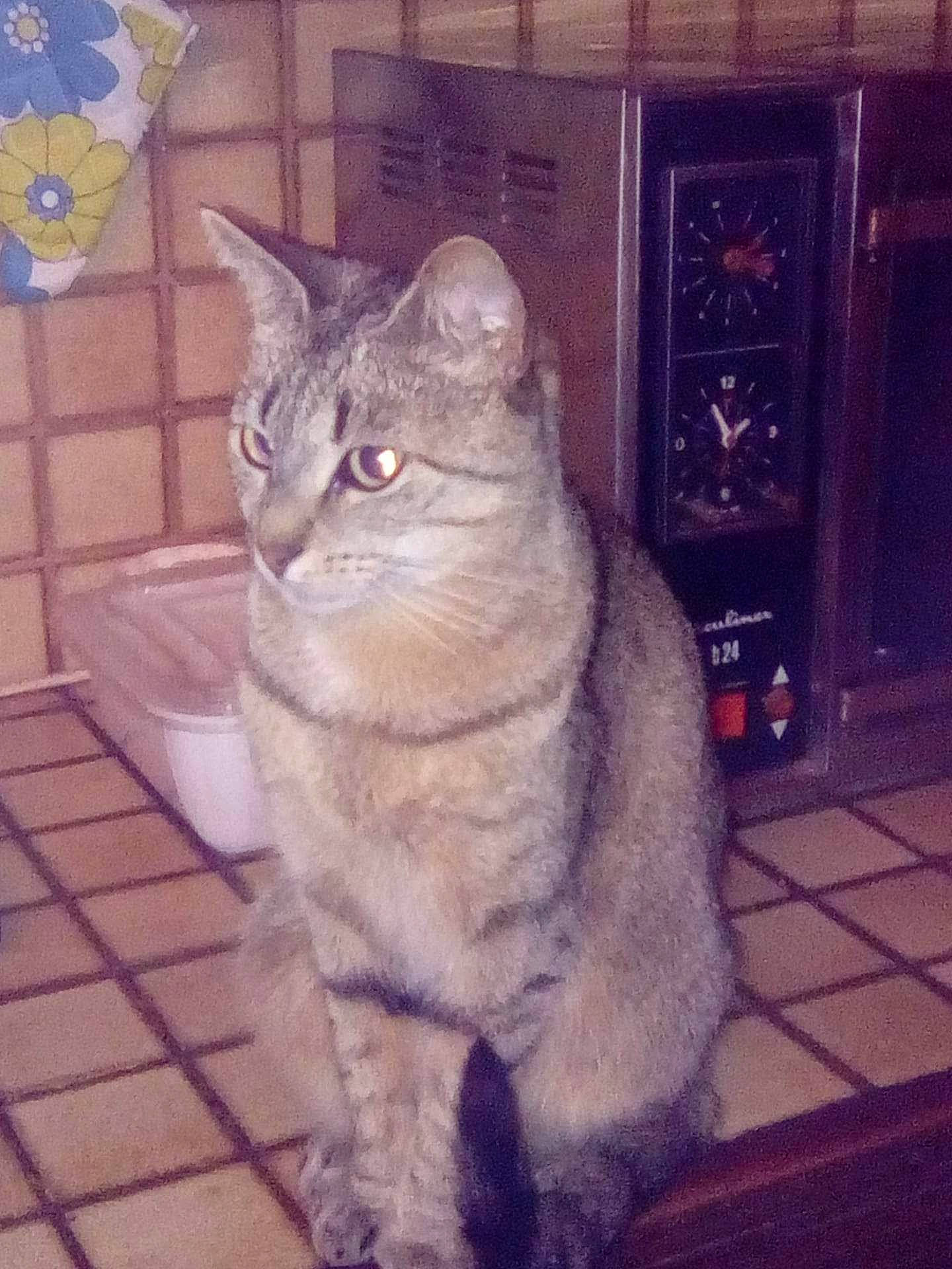 Minette participe au concours pour gagner de l'argent avec cette photo : carnivore, cat, domestic_short_haired_cat, door, eye, felidae, flooring, fur, glasses, grey, mammal, paw, sitting, small_to_medium_sized_cats, square, tail, television, whiskers, window, wood