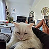 Lumi a rejoint le concours — aidez-le/la à gagner de superbes lots ! cat, white_cat, pet, indoor, living_room, person, legs, phone, relaxing, sofa, television, clock, curtains, plant, table, bottle, modern, cozy, home, casual