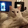 Lumi participe au concours pour gagner de l'argent avec cette photo : cat, white_cat, indoor, blanket, living_room, television, furniture, cozy, relaxed, pet, fur, stretching, home, comfort, animal, cute, domestic_cat, household, mammal, portrait