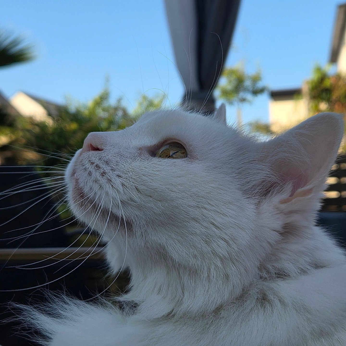 Lumi participe au concours pour gagner de l'argent avec cette photo : cat, white_cat, fluffy, whiskers, outdoor, sky, blue_sky, greenery, animal, pet, fur, close_up, profile, curious, nature, daylight, ears, nose, face, looking_up