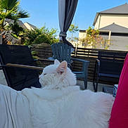 Lumi a rejoint le concours — aidez-le/la à gagner de superbes lots ! white_cat, cat, pet, outdoor, patio, chair, furniture, person, relaxing, sunlight, greenery, blue_sky, house, backyard, fluffy, fur, animal, domestic_animal, summer, leisure