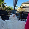 white_cat, cat, pet, outdoor, patio, chair, furniture, person, relaxing, sunlight, greenery, blue_sky, house, backyard, fluffy, fur, animal, domestic_animal, summer, leisure