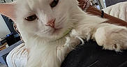 Lumi a rejoint le concours — aidez-le/la à gagner de superbes lots ! cat, white_cat, pet, indoor, living_room, person, lap, fur, relaxed, modern, window, curtains, clock, furniture, hand, couch, cozy, daylight, home, animal