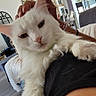 cat, white_cat, pet, indoor, living_room, person, lap, fur, relaxed, modern, window, curtains, clock, furniture, hand, couch, cozy, daylight, home, animal