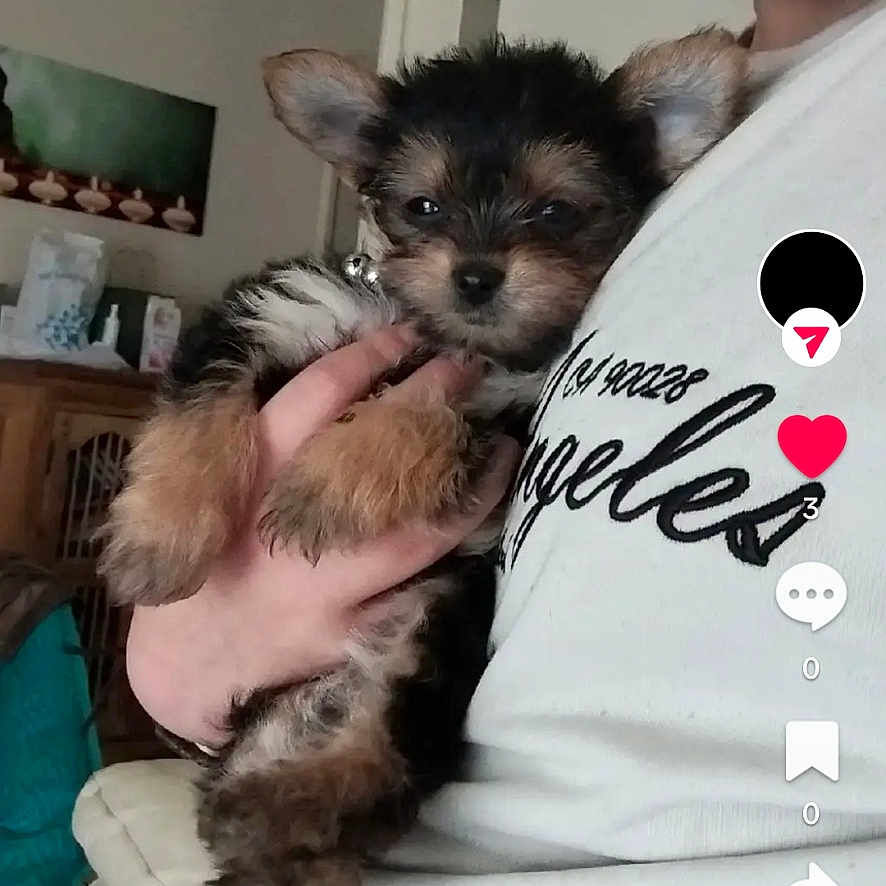 Vaïana participe au concours pour gagner de l'argent avec cette photo : animal, canine, chihuahua, clothing, cockerspaniel, computerhardware, dog, electronics, face, hardware, head, monitor, papillon, person, pet, photography, portrait, puppy, screen, t_shirt