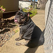 Gurl Dog is registered to the contest to win money with this photo: dog, black_dog, brindle, pet, outdoor, sunlight, concrete_path, lattice_fence, collar, happy, tongue_out, backyard, flowering_shrub, trees, shadow, side_view, sitting, daytime, nature, animal