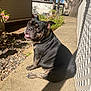 dog, black_dog, brindle, pet, outdoor, sunlight, concrete_path, lattice_fence, collar, happy, tongue_out, backyard, flowering_shrub, trees, shadow, side_view, sitting, daytime, nature, animal