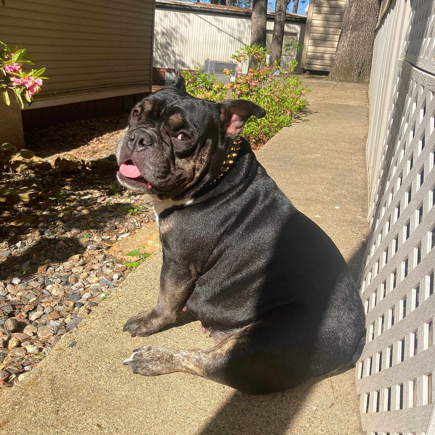 Gurl Dog is registered to the contest to win money with this photo: animal, backyard, black_dog, brindle, collar, concrete_path, daytime, dog, flowering_shrub, happy, lattice_fence, nature, outdoor, pet, shadow, side_view, sitting, sunlight, tongue_out, trees