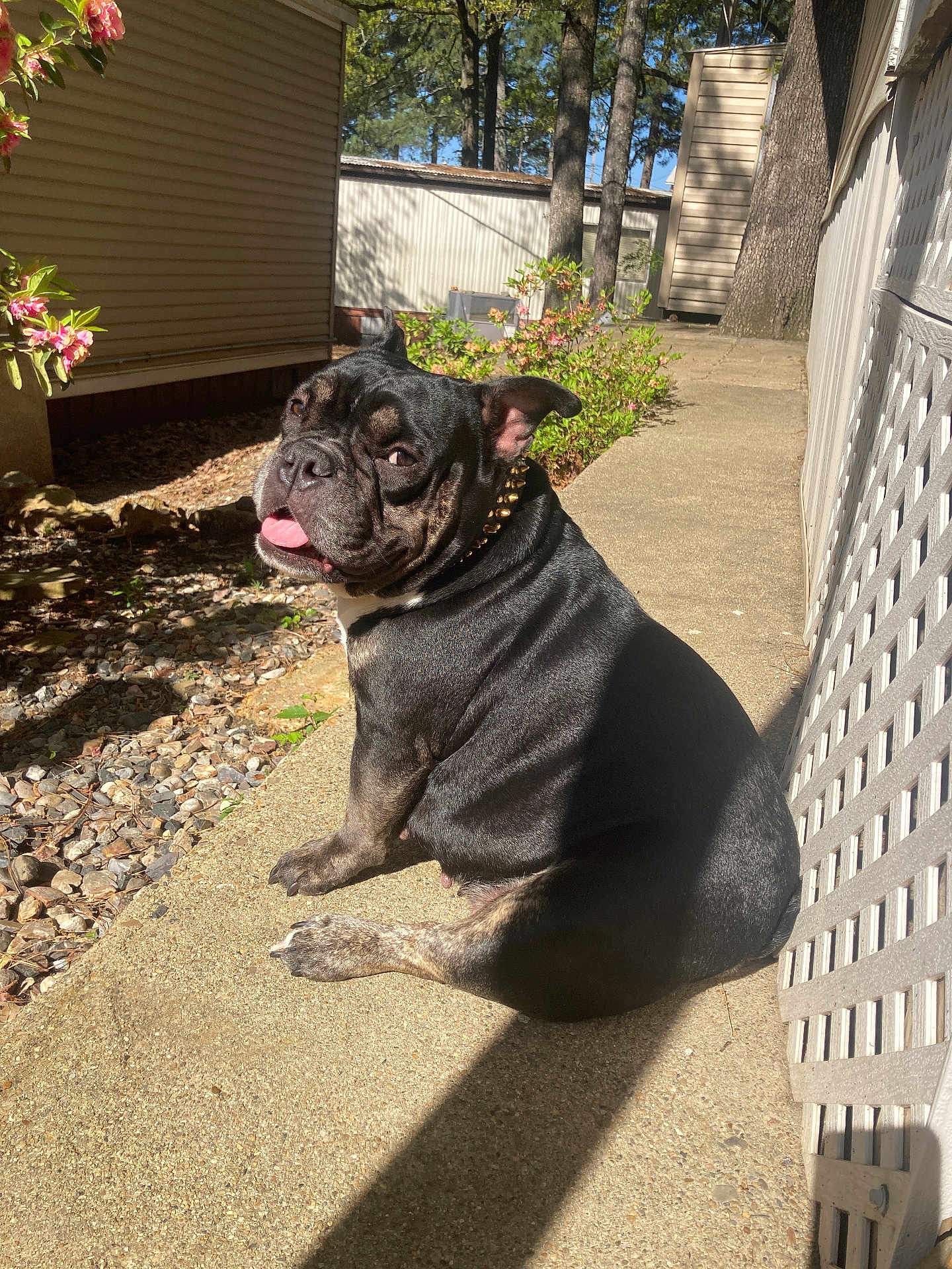 Gurl Dog is registered to the contest to win money with this photo: dog, black_dog, brindle, pet, outdoor, sunlight, concrete_path, lattice_fence, collar, happy, tongue_out, backyard, flowering_shrub, trees, shadow, side_view, sitting, daytime, nature, animal