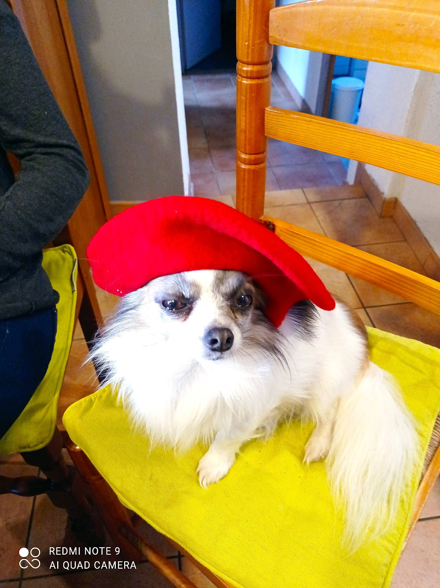 Inzo a rejoint le concours — aidez-le/la à gagner de superbes lots ! canidae, carnivore, chair, companion_dog, dog, dog_breed, dog_clothes, dog_supply, flooring, fur, hat, maltepoo, pet_supply, small_terrier, snout, sporting_group, terrier, toy_dog, wood, working_animal