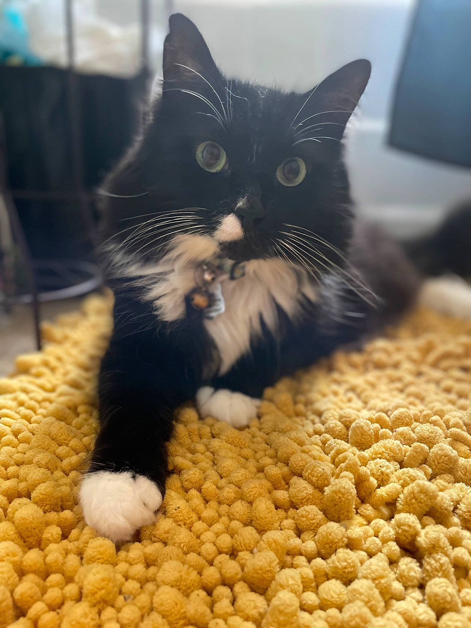 Donut is registered to the contest to win money with this photo: black_cat, carnivore, cat, cat_supply, claw, comfort, domestic_short_haired_cat, felidae, flooring, foot, fur, ingredient, paw, sand, small_to_medium_sized_cats, snout, tail, whiskers