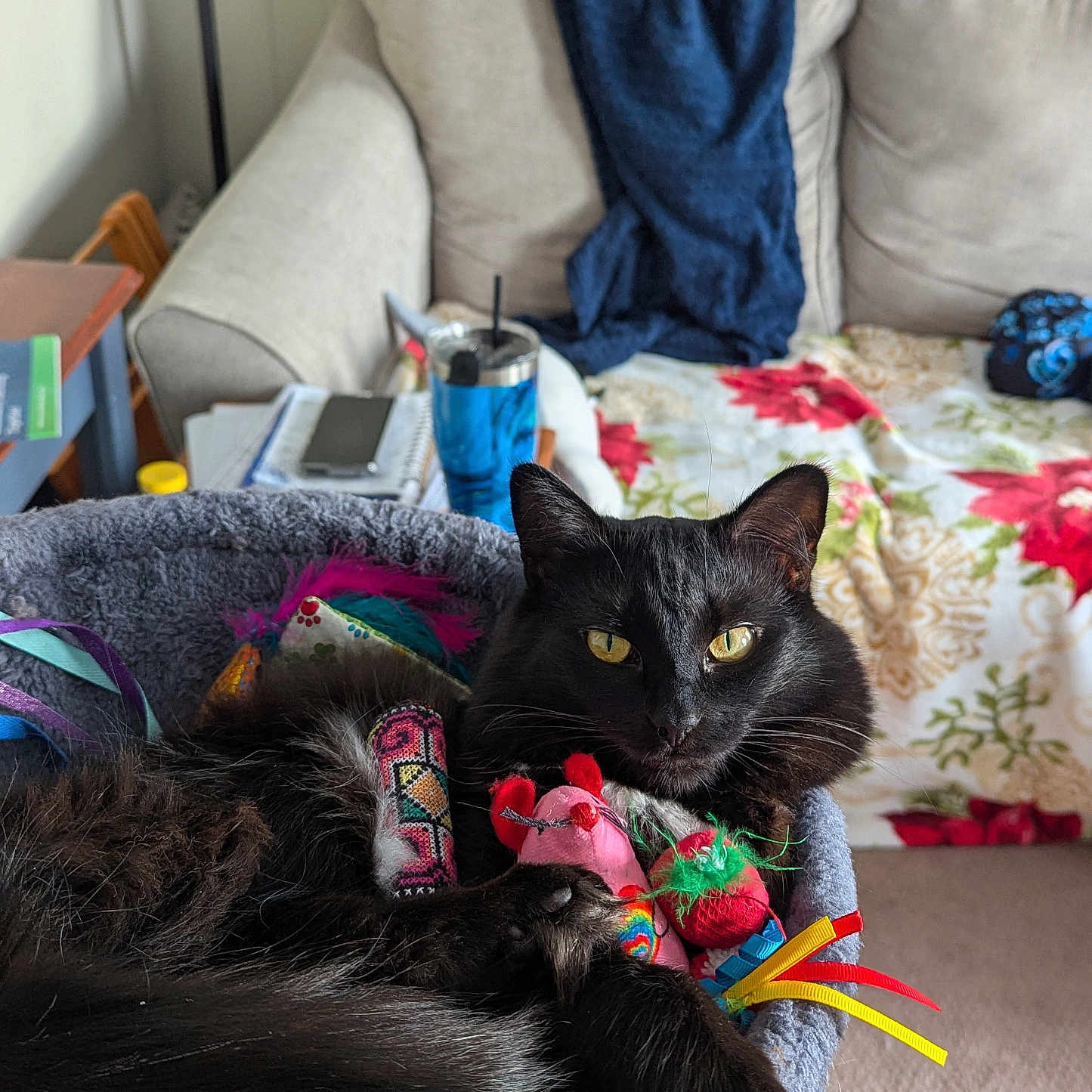 Daisy May Cloutier joined the competition — help win amazing prizes! black_cat, cat, cat_bed, cat_toys, yellow_eyes, indoor, living_room, couch, blanket, towel, furniture, relaxed, pet, cozy, home, animal, fur, closeup, resting, domestic_cat