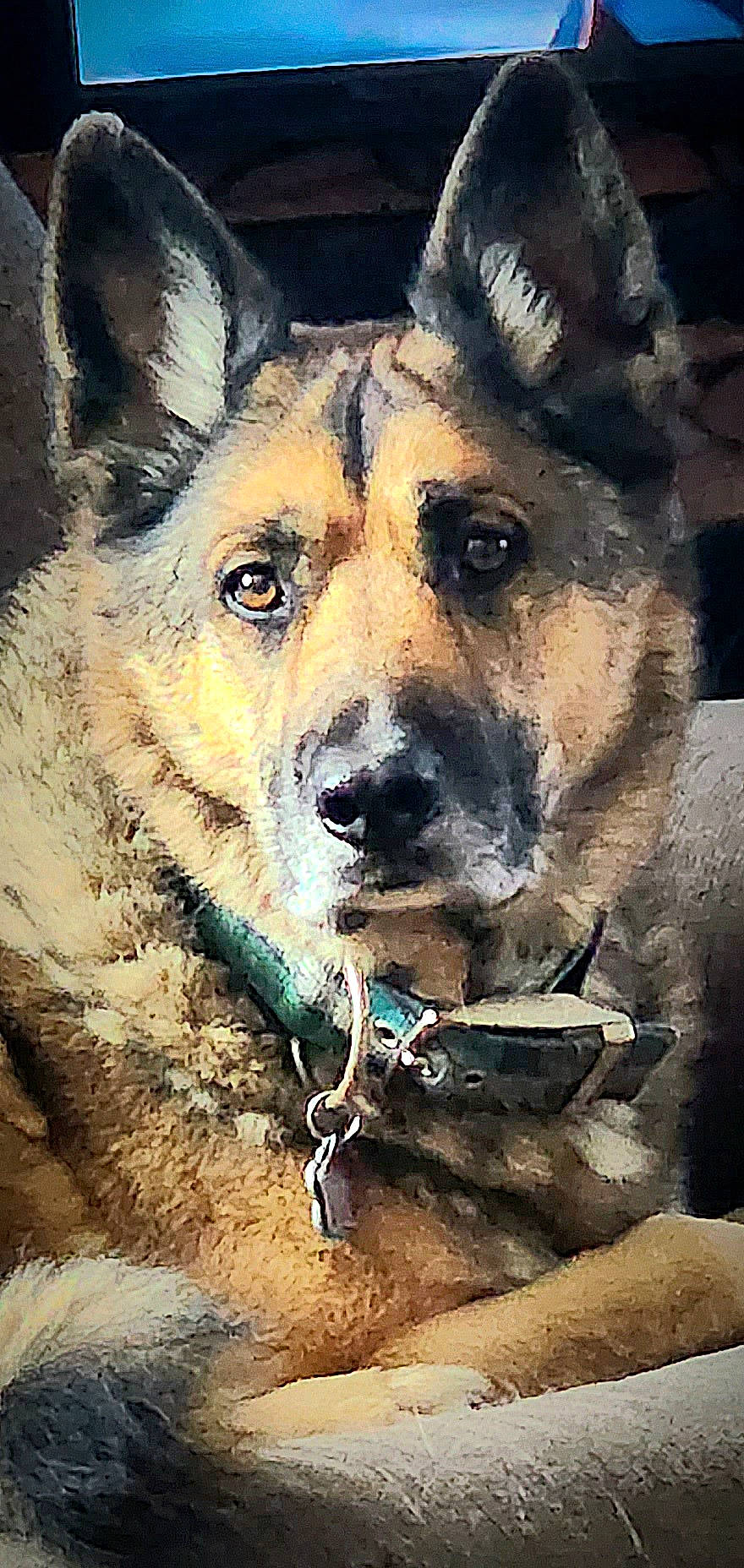 Trooper is registered to the contest to win money with this photo: ancient_dog_breeds, art, canidae, canis, carnivore, companion_dog, dog, dog_breed, eye, fawn, fur, herding_dog, illustration, painting, snout, sporting_group, terrestrial_animal, visual_arts, whiskers, wildlife