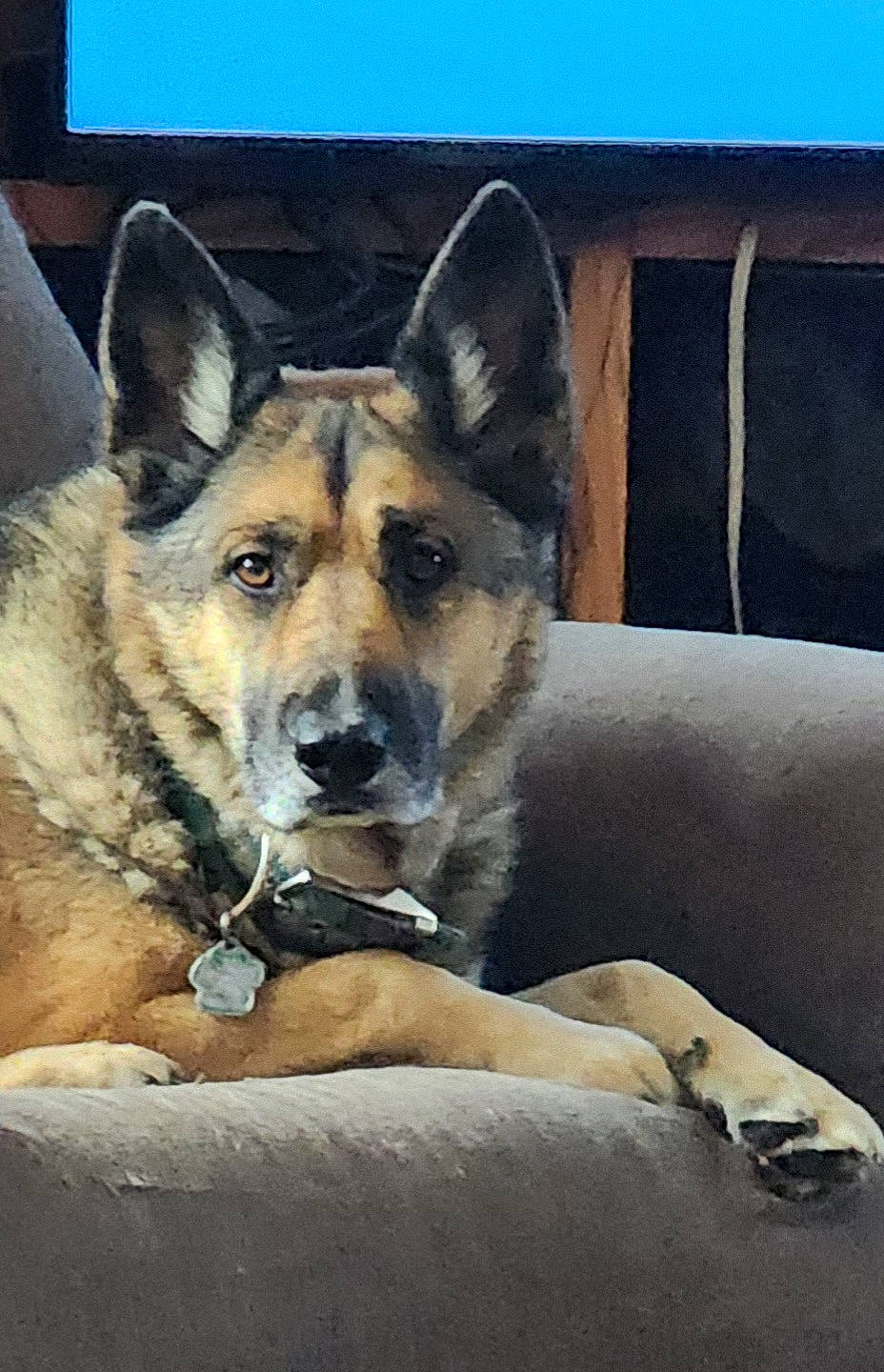 Trooper joined the competition — help win amazing prizes! canidae, carnivore, comfort, companion_dog, dog, dog_breed, east_european_shepherd, fawn, fur, german_shepherd_dog, herding_dog, king_shepherd, old_german_shepherd_dog, snout, sporting_group, terrestrial_animal, tree, whiskers, working_animal, working_dog