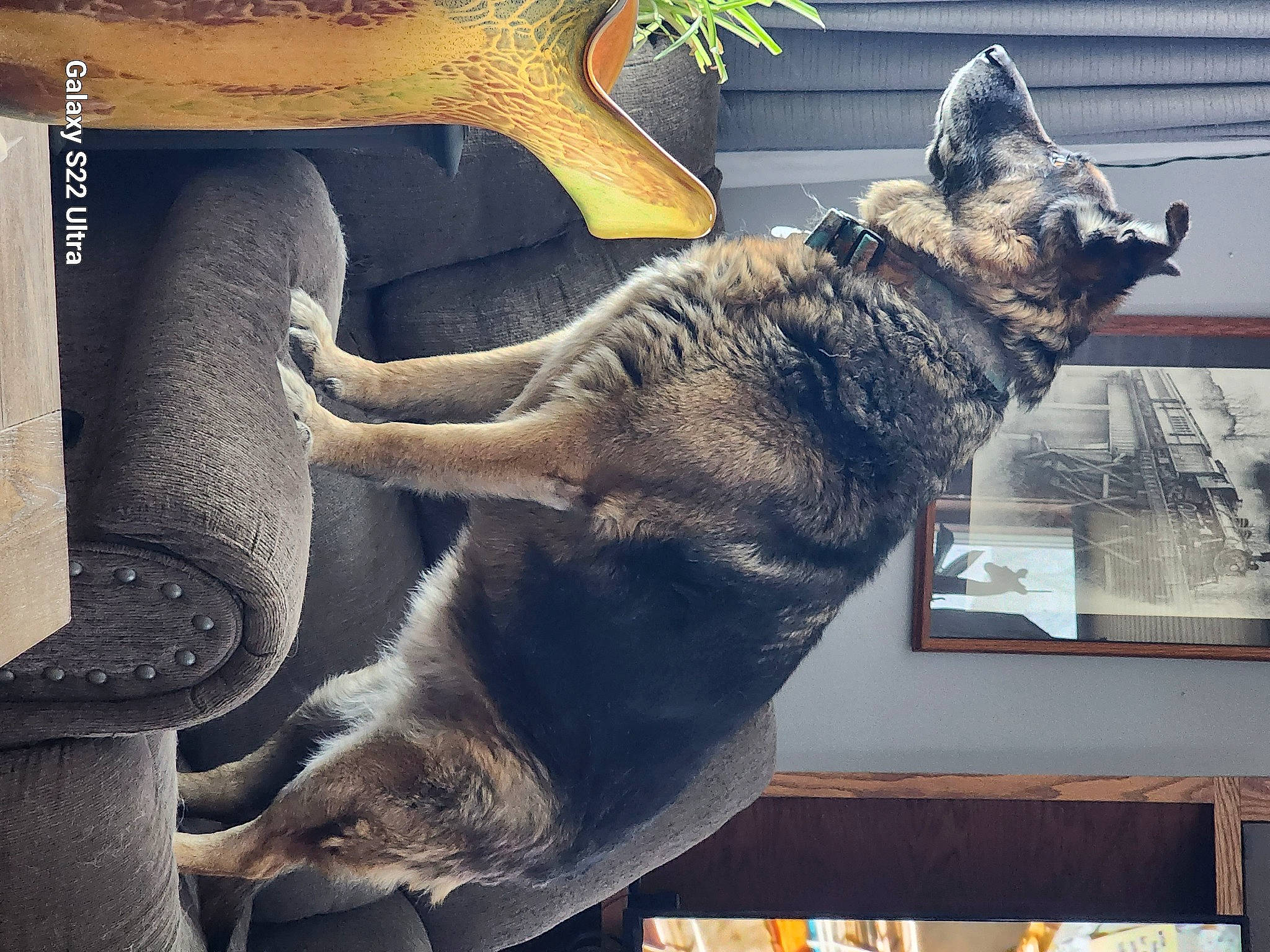 Razor joined the competition — help win amazing prizes! art, carnivore, dog, dog_breed, domestic_short_haired_cat, felidae, fur, jaw, metal, paw, plant, rectangle, small_to_medium_sized_cats, snout, square, tail, tree, whiskers, wood, working_animal