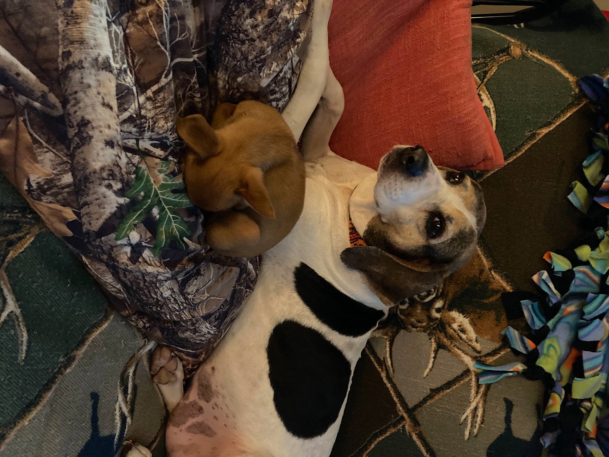 Dusty Squirrel joined the competition — help win amazing prizes! bone, canidae, carnivore, comfort, companion_dog, dog, dog_breed, dog_supply, fawn, fur, nap, non_sporting_group, paw, skull, snout, sporting_group, toy_dog, whiskers, wood, working_animal